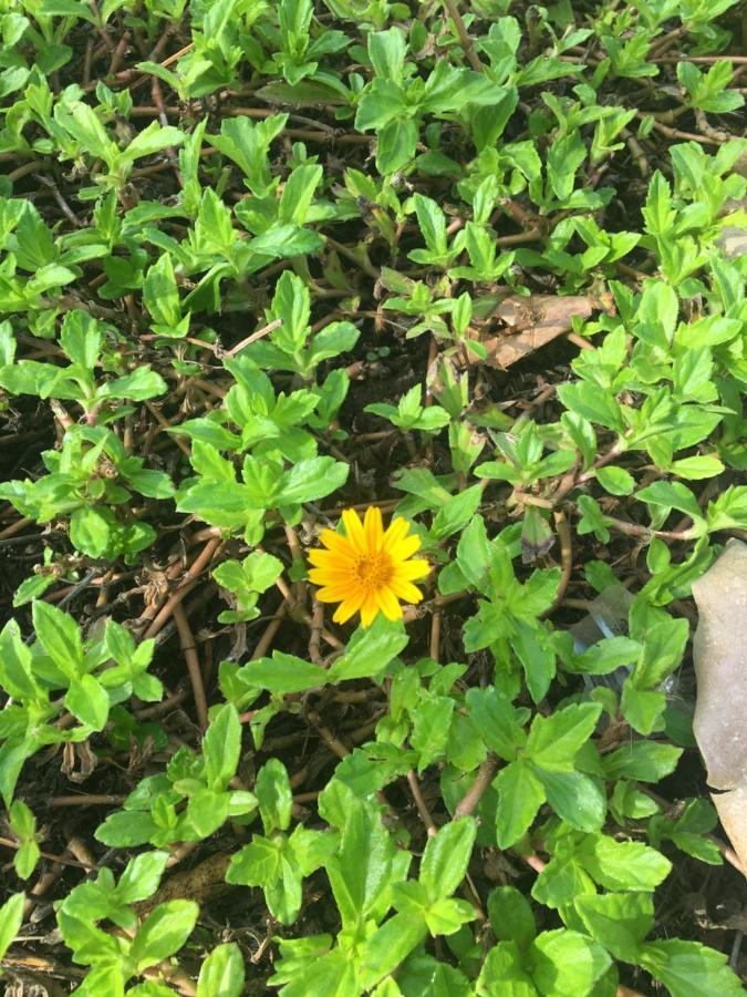 White Butterfly - A Countryside Homestay Thiruvananthapuram Bagian luar foto
