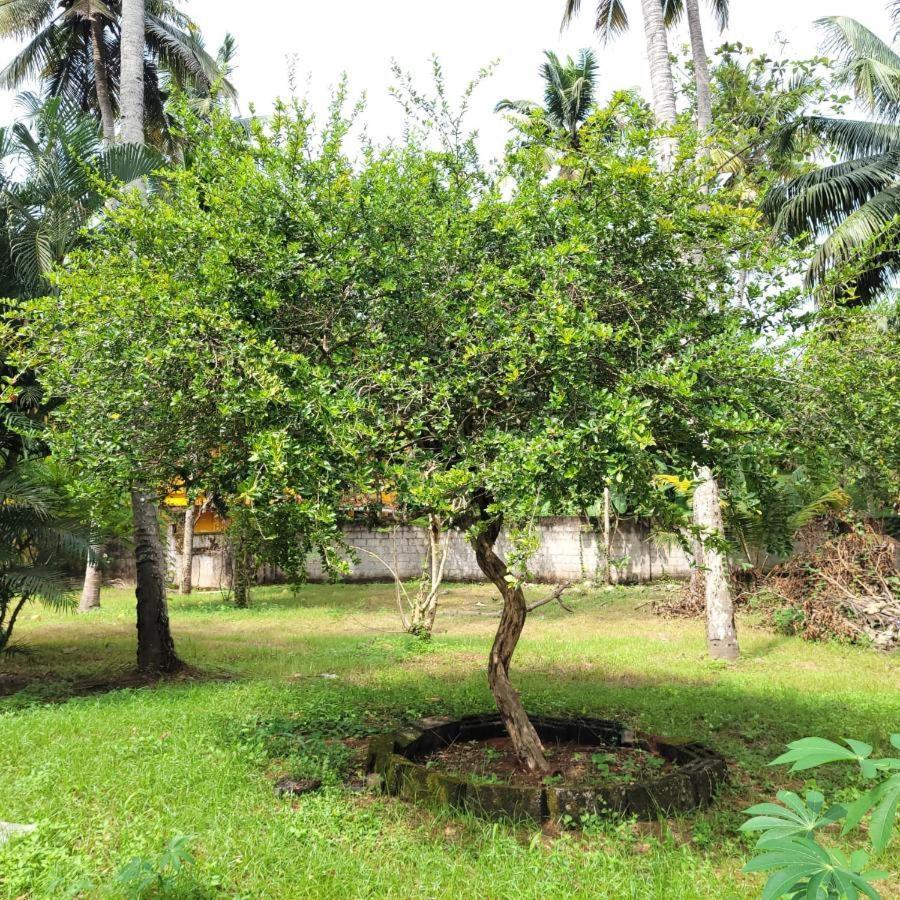 White Butterfly - A Countryside Homestay Thiruvananthapuram Bagian luar foto